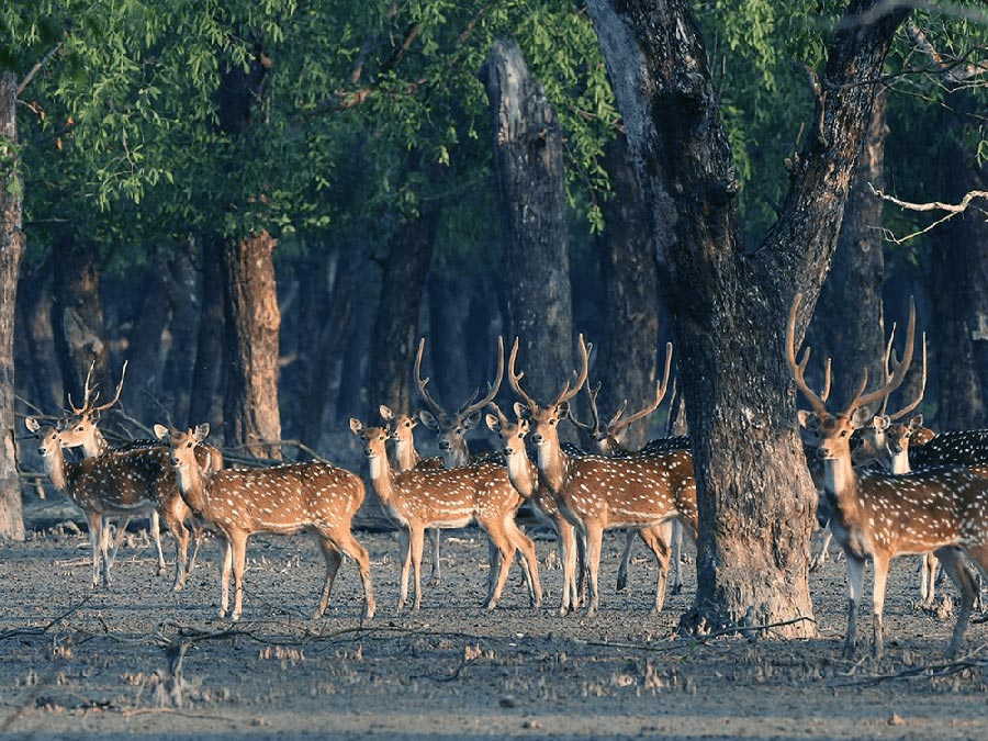 Explore the Wonders of Bagerhat and Sundarbans Tour